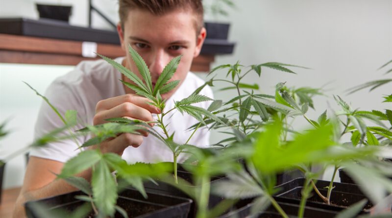 How to Legally Grow Medical Marijuana